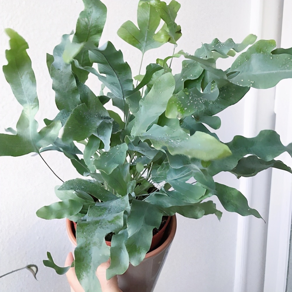 刚买回来的植物叶子变黄了怎么办,蕨类植物叶子边缘黄了咋回事