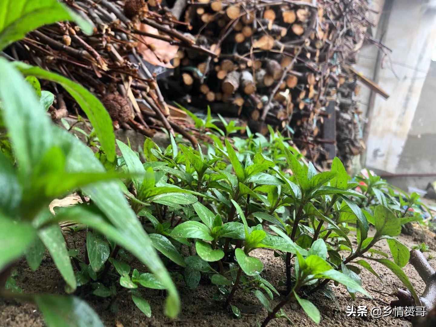 农村夏季如何驱除苍蝇,驱赶苍蝇最简单实用的办法