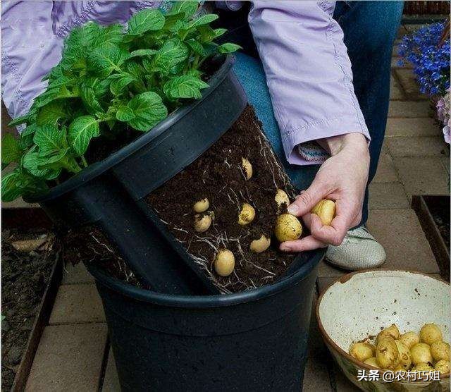 姜的催芽,姜催芽的办法有哪些图片
