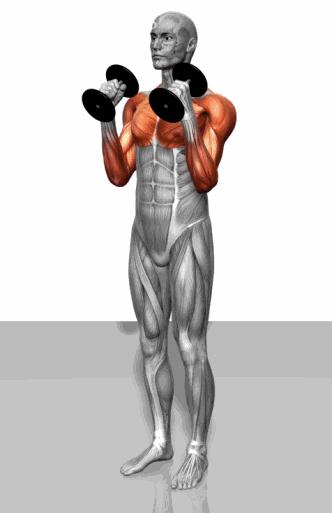 让手臂变粗的训练方法徒手,让手臂增肌的几个动作