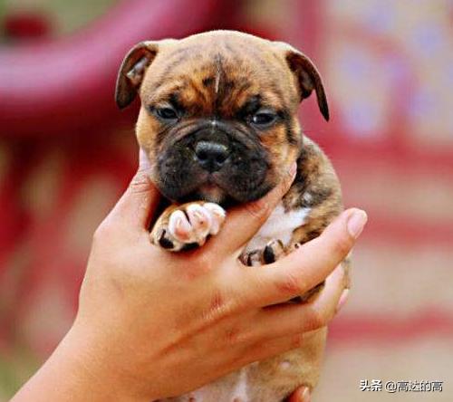 世上最贵的十种犬排行,狗中最贵的犬