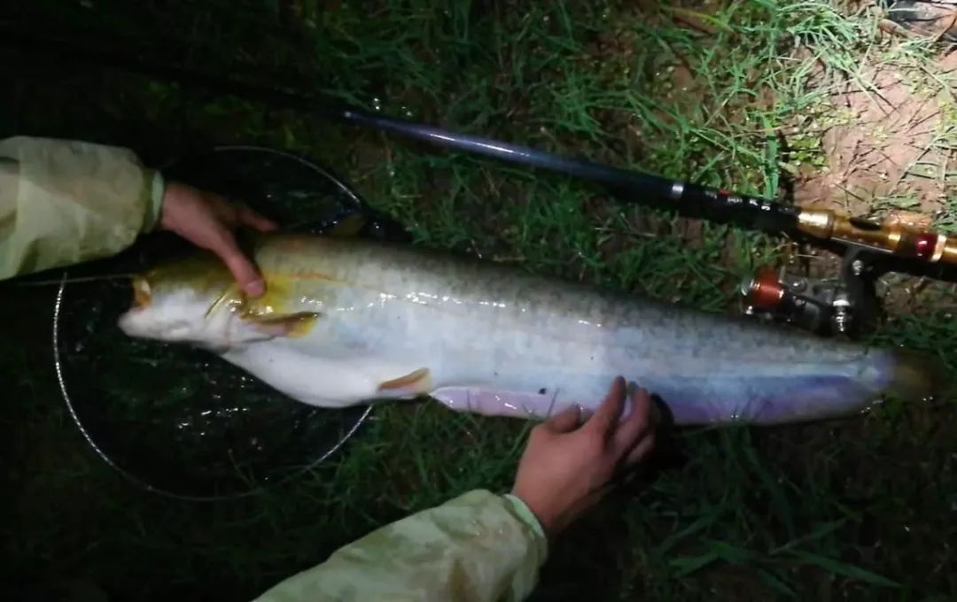 夏末秋初钓胡子鲶，子线都能给你磨断，隔壁小孩这下真哭了