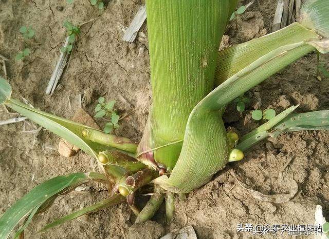 二甲四氯钠药害用什么药解救,玉米田药害