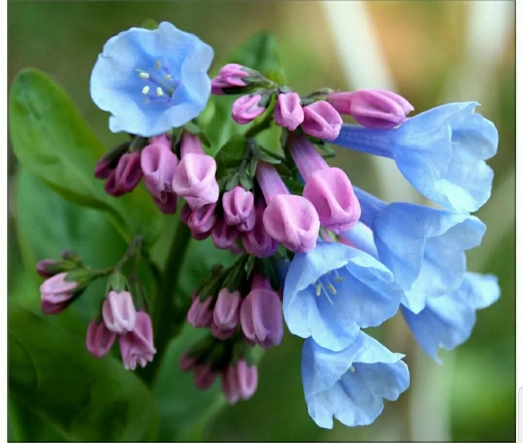 芳踪难觅濒危花!清新治愈篇:沙漠高原是吾家,豹子花的春天来了