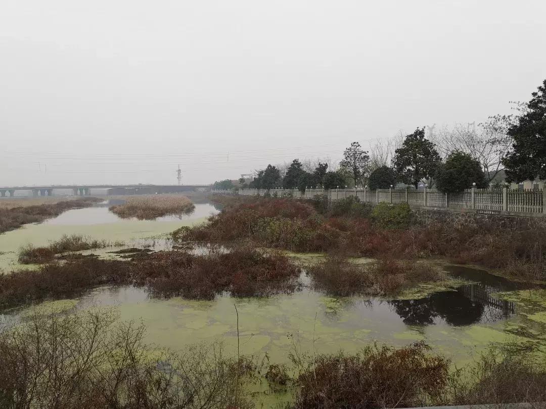 谁杀死了“大鱼”？——生死中华鲟