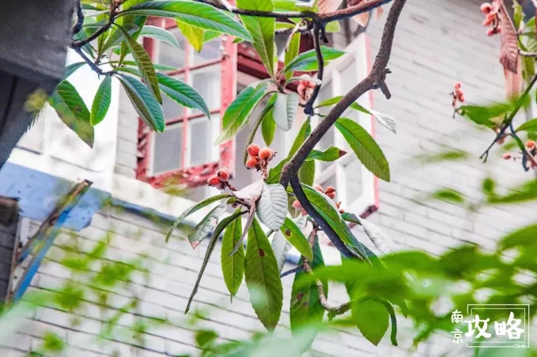 慧园里，南京城中，时光交错的角落