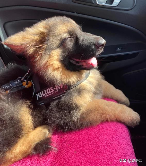 小时候的德牧有多萌,德牧小时候的神仙颜值