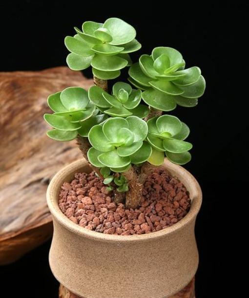 金钱木叶子发黄怎么补救最快,多肉金钱木叶子发黄的养护技巧