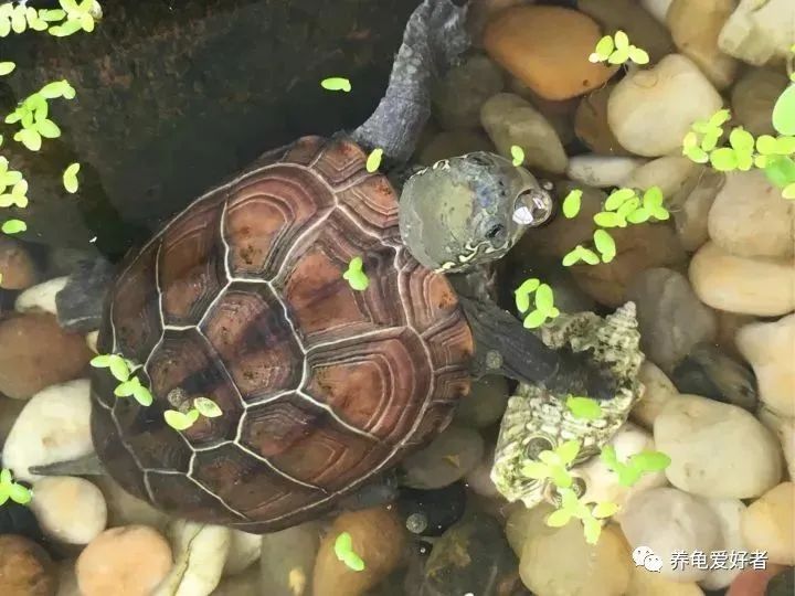 怎么养龟存活率大,养龟应该规律喂食还是不规律喂食