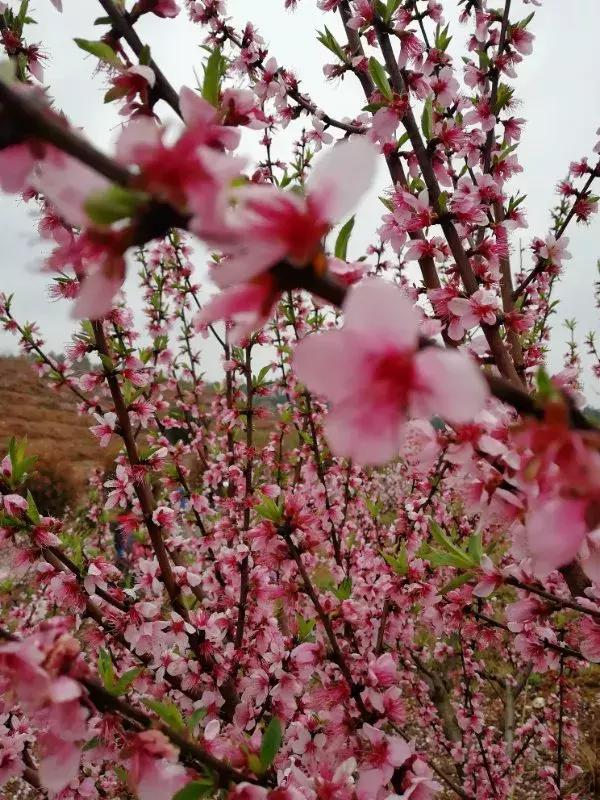 别再说安义没什么玩的了,有这一篇就够了!