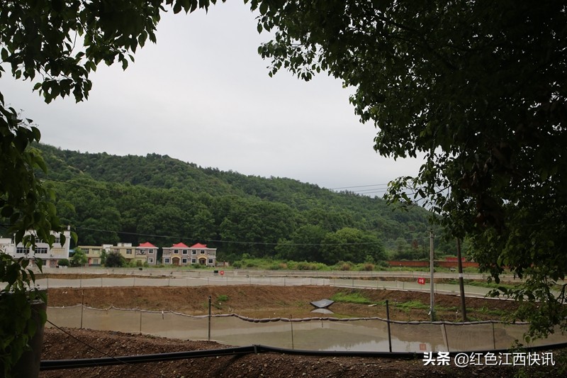 段元星的“泥鳅经”：育苗养殖一条龙脱贫路上“加速度”