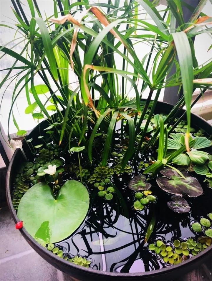 废桶旧盆里添水种花，10分钟成水景，细水长流富贵一生