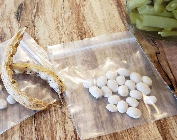 菜种子快速发芽的方法,如何让种子快速发芽我的世界