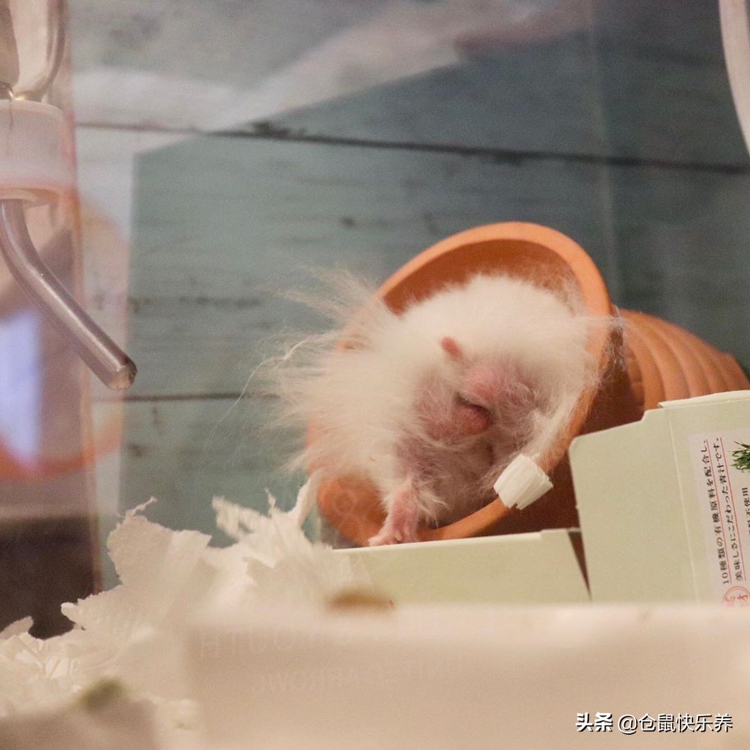 仓鼠保暖的东西怎么做,仓鼠冬天怎么保暖简便