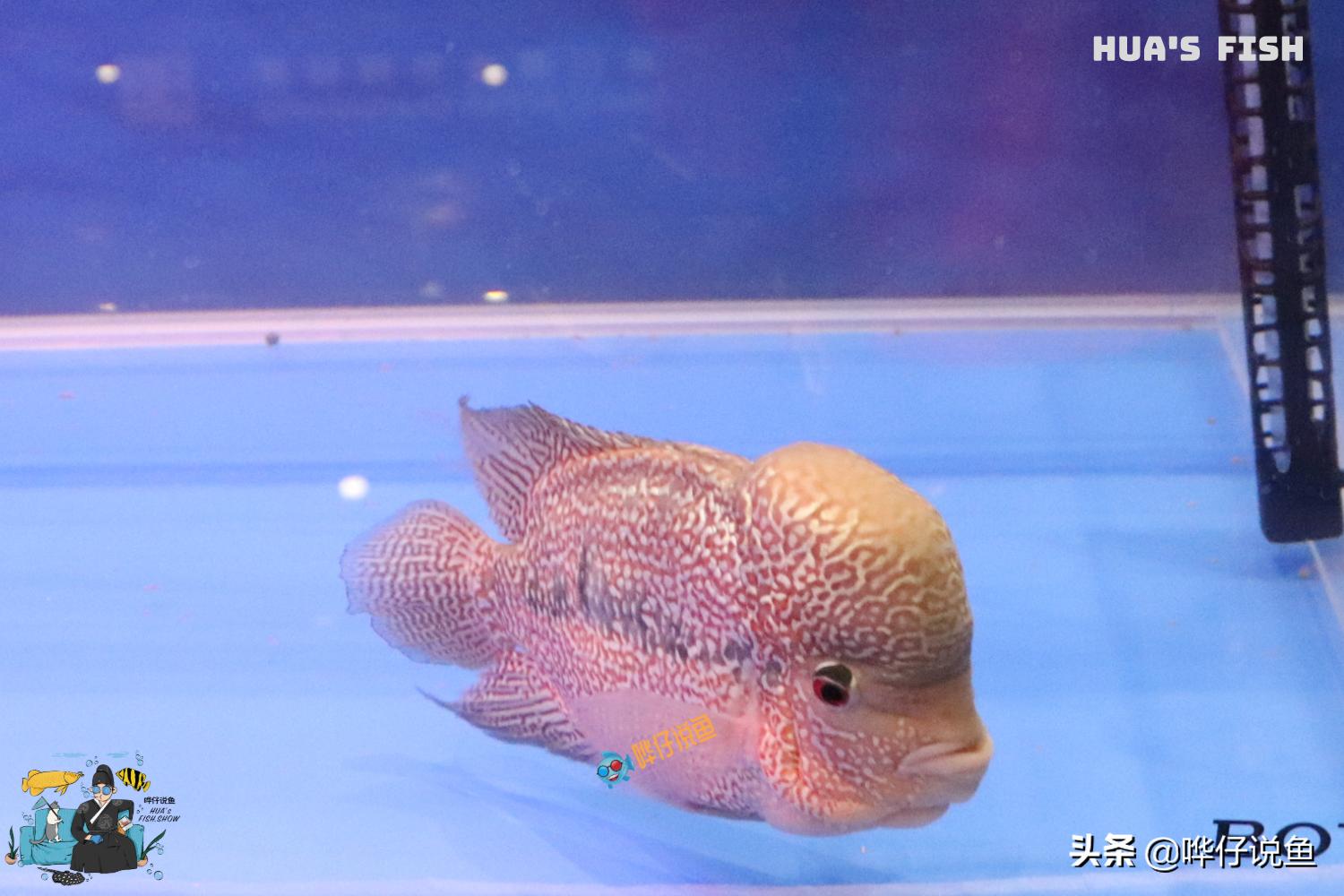 观赏鱼季节性应激反应怎么解决,观赏鱼应激反应几天可以喂食