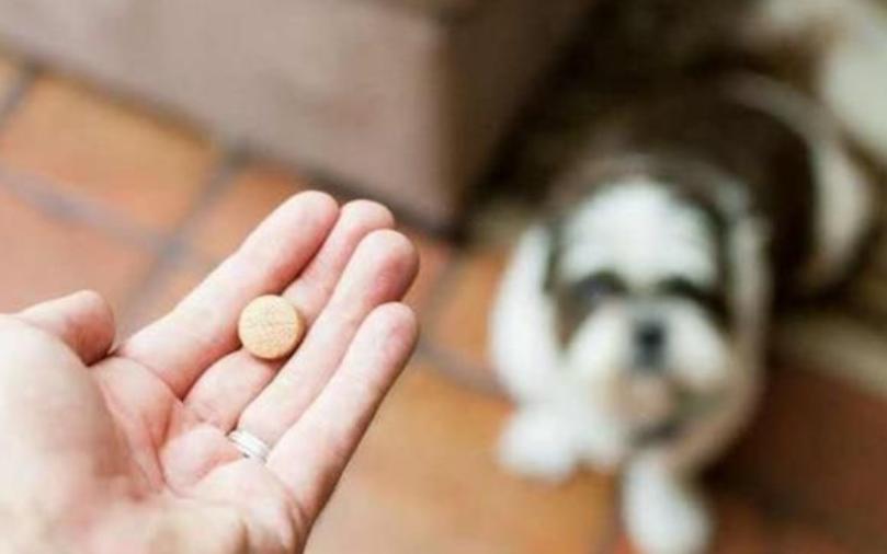 小狗尿出来黄绿色的,小狗吐黄绿色的水怎么办