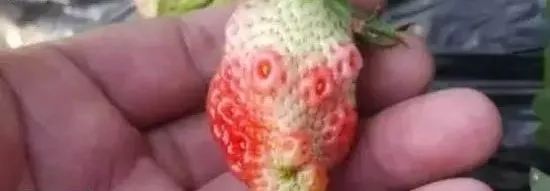 草莓烂果的原因和防治方法,草莓出现发黑变黄咋办