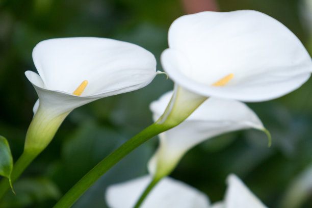 马蹄莲花朵点缀,马蹄莲鲜花造型创意图片
