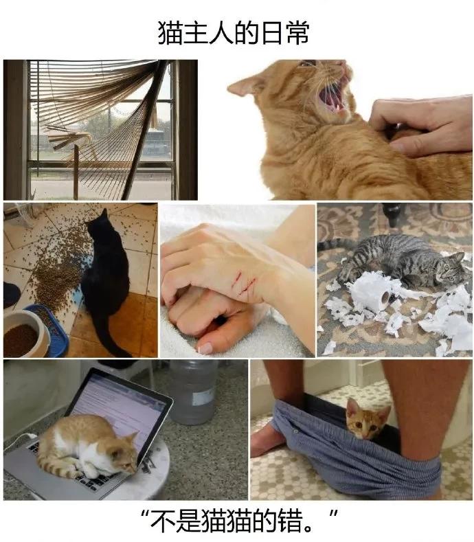 猫咪带回家后不解手,学会哪招才能让不听话的猫咪听话