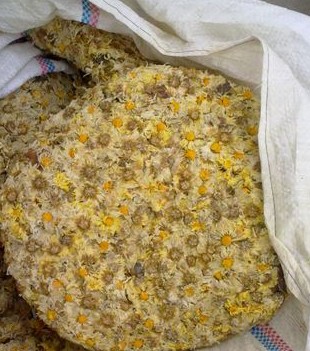 被硫磺熏过的菊花对比,被熏过的菊花