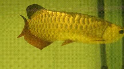 鱼类特点,鱼类特征