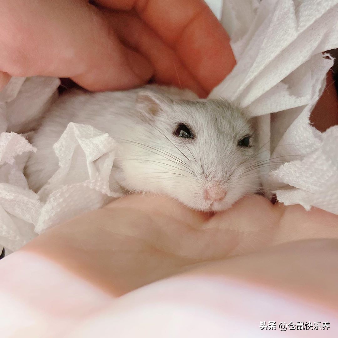 胆小仓鼠,仓鼠胆小一直躲在角落