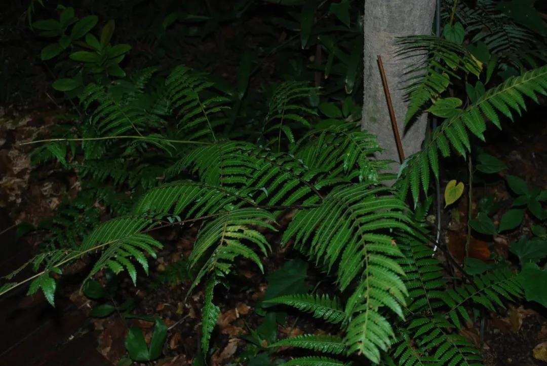 硬核整理!高清中药教材原植物彩*图色**谱(四期)