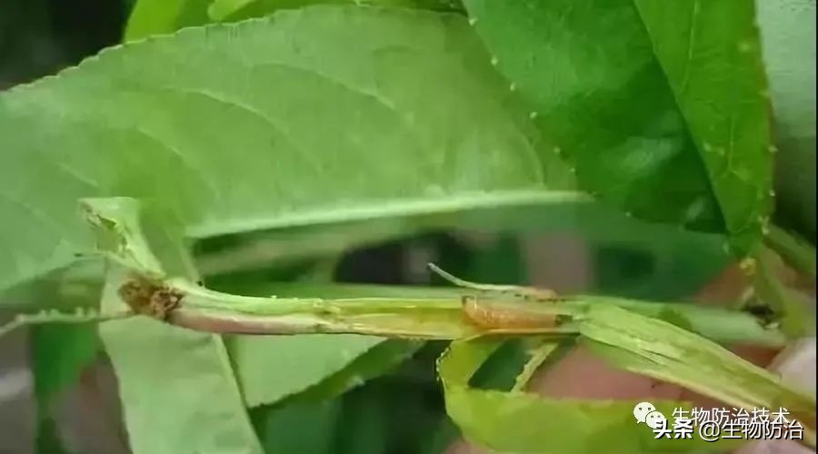 蛀干害虫是钻蛀害虫吗,果树枝干钻蛀害虫图片