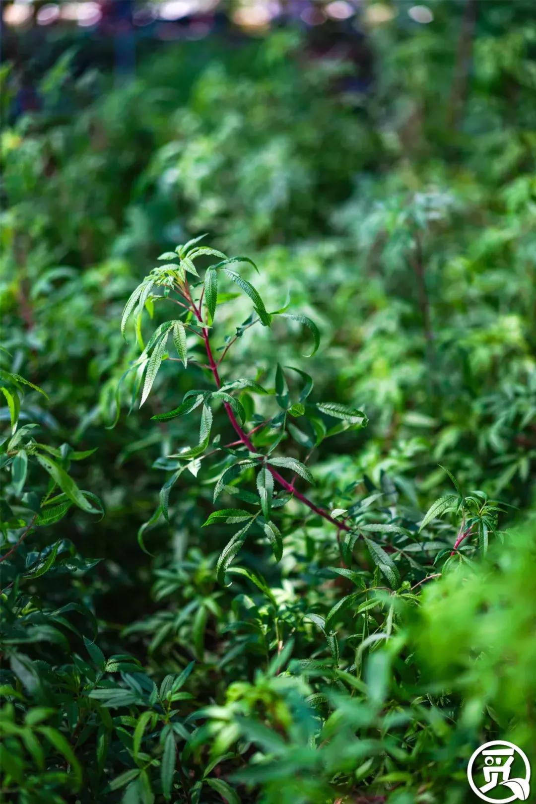 深圳「废弃染布厂」变废为宝，化身“湖畔花园”美若世外桃源！