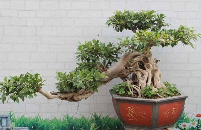 什么树木可以做盆景图片大全,什么树木做盆景好