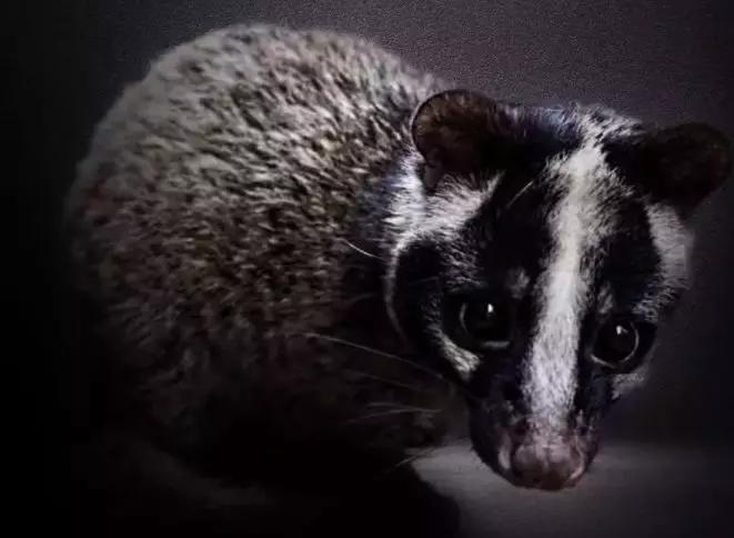 严打非法经营野生动物,贩卖野生保护动物如何处罚