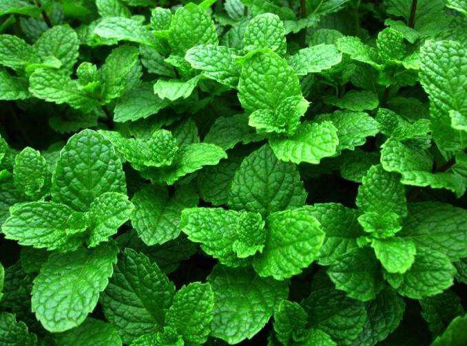 薄荷的种植管理,种薄荷方法