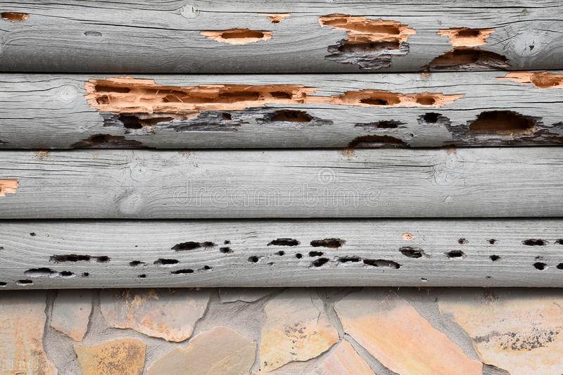 家里白蚁多怎么办轻松教你除白蚁,屋内白蚁怎么防治