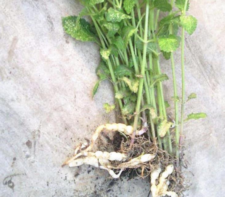 农地里有1种“地环”，比车前草顽强，1斤卖20元，珍贵、值钱