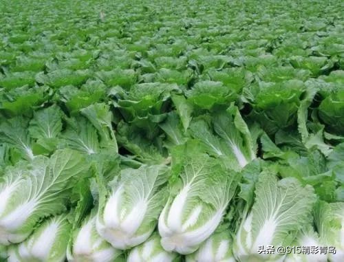 青岛食品特产前十名排行榜,青岛吃的特产有哪些可带走