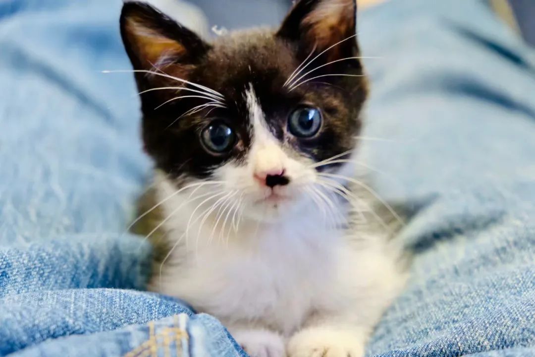 毛孩子散步回家,毛孩子去新家从此不再流浪