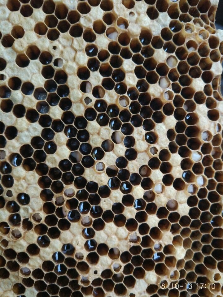 欧幼病、应急烂子、除草剂中毒、大幼虫不封盖病鉴别