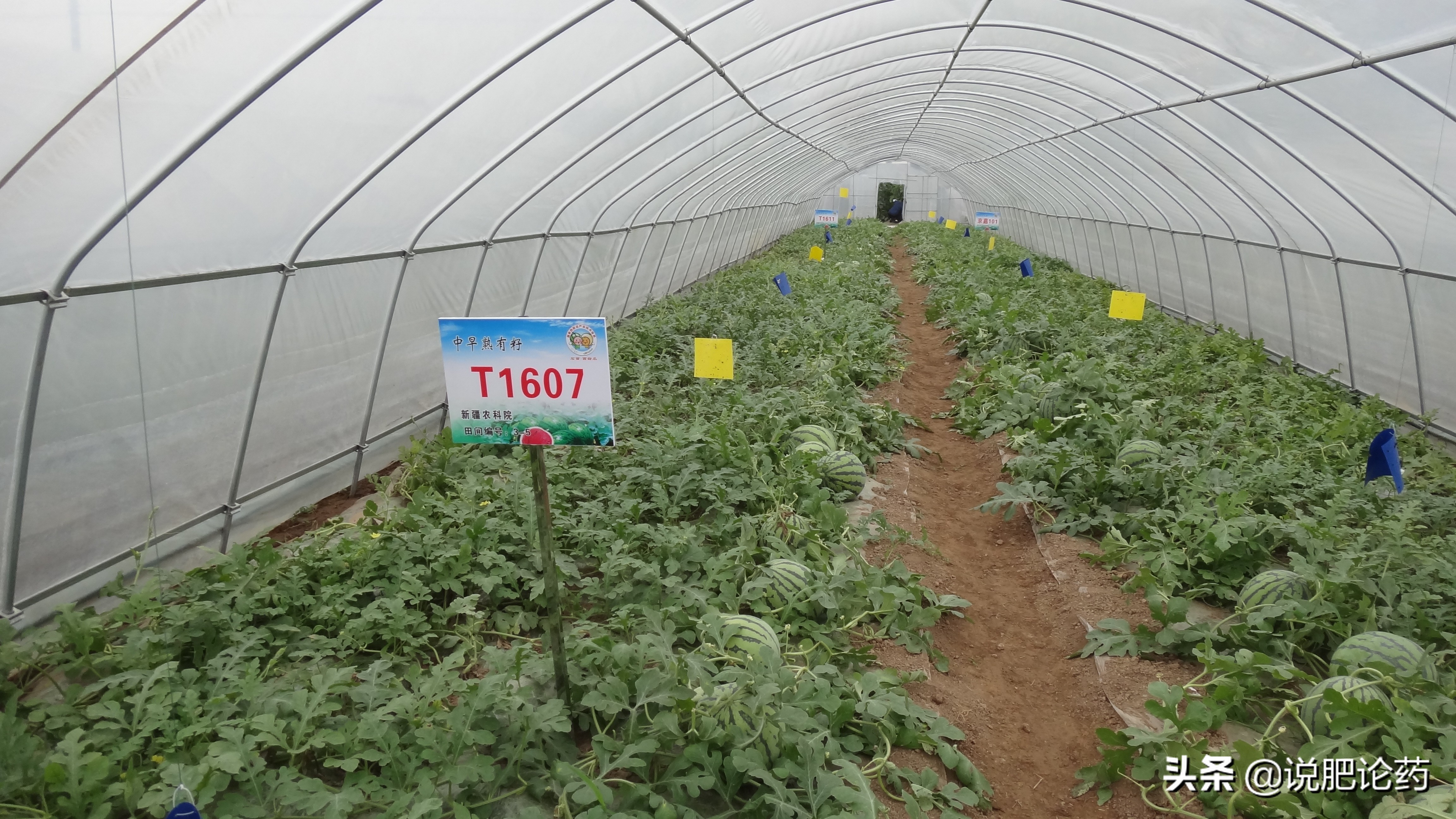 西瓜减肥最有效的方法,西瓜防病治病的特效药