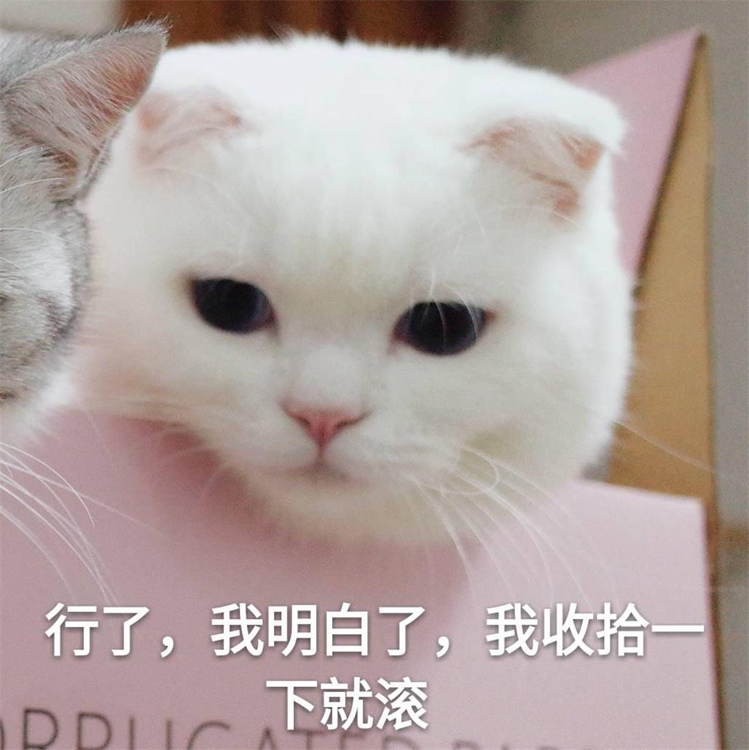 为什么猫怕人,为什么猫咪会怕铲屎官挂了