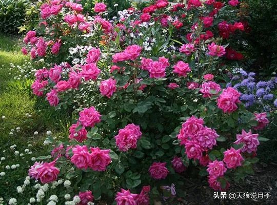 不用修剪的月季,不用打药的月季