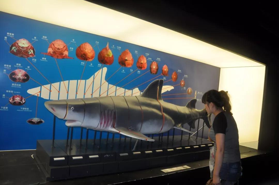 海底世界搬到自己家,海底世界聊城入园