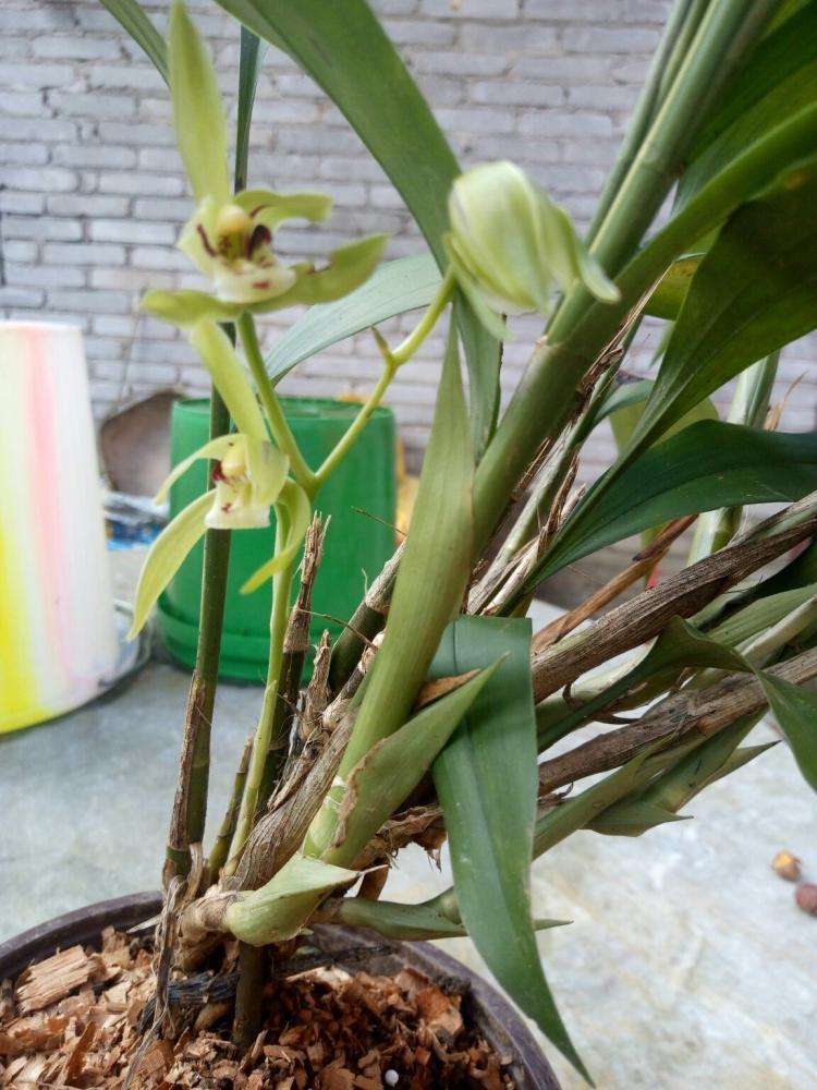 碧玉植物大概养殖方法,一叶兰碧玉兰怎样繁殖最快