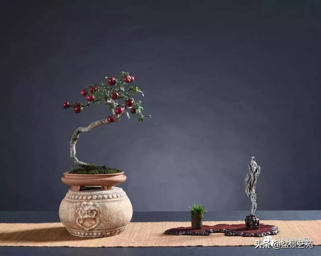 推荐36种好养的盆景植物,茶桌上养什么盆景植物