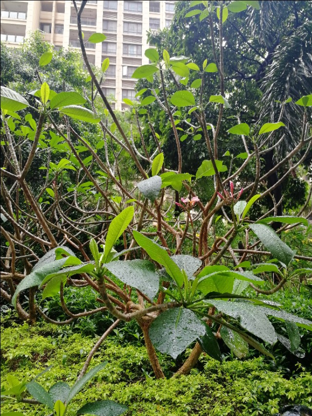 小区的广玉兰花开了,鸡蛋花树开花图片