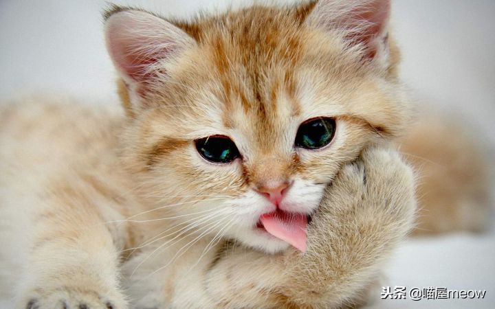 养猫必读的100种方法,养猫必知的10个知识