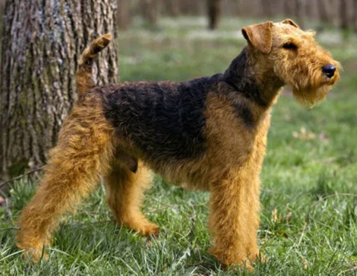 适合老年人养的狗排行榜,适合老人养的狗好养活的品种