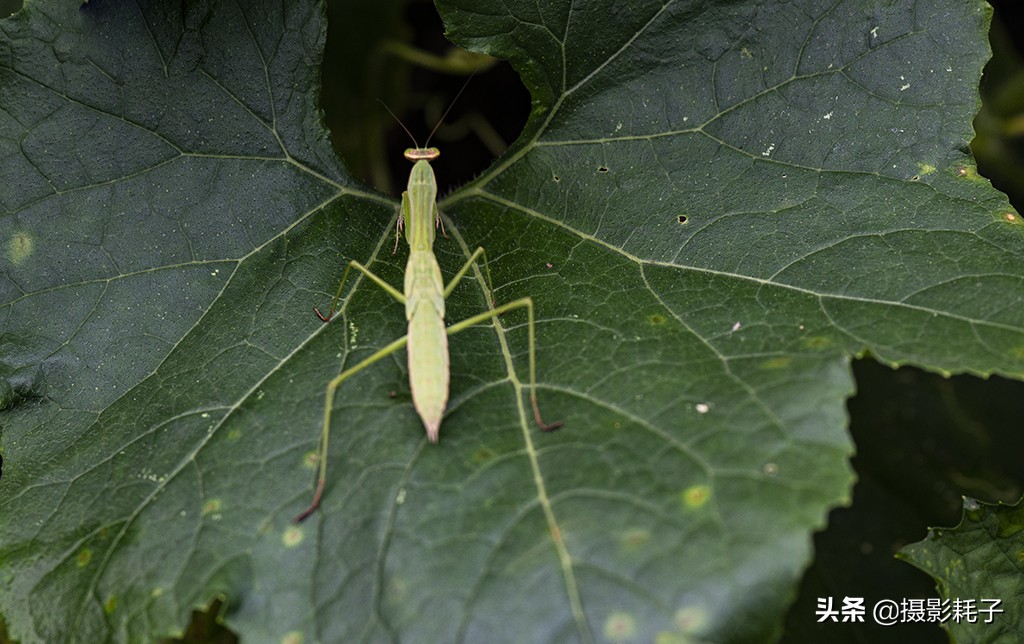 引以为傲的螳螂,勇敢的螳螂