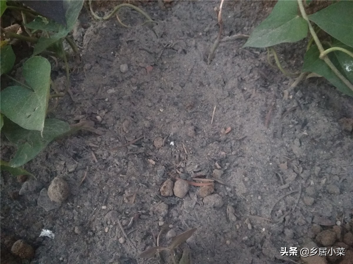 红薯叶凹凸不平是啥原因,红薯叶病害症状图片