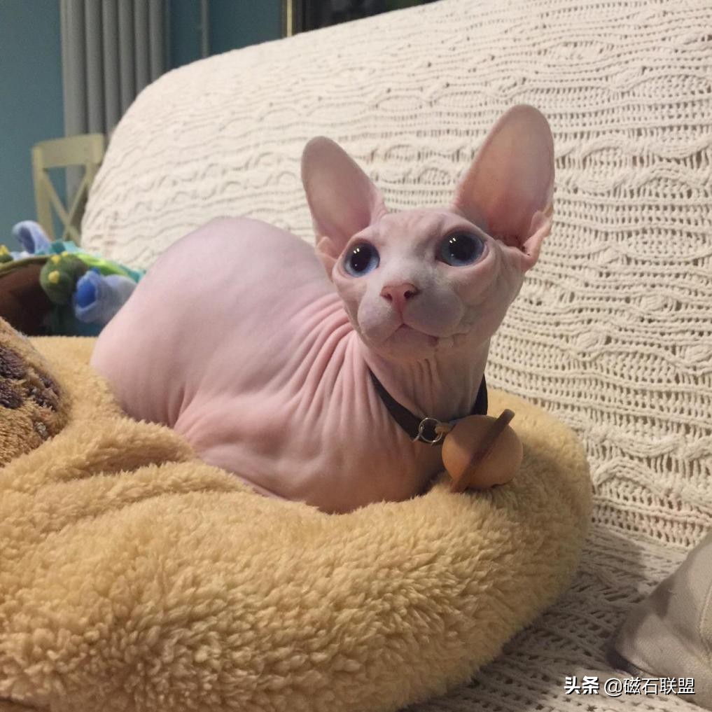 猫毛过敏也能养的猫,适合猫毛过敏的人养的猫咪