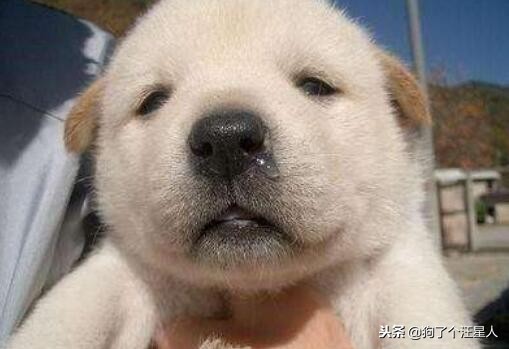 狗狗咳嗽流鼻涕可以用人吃的药吗,狗狗咳嗽流鼻涕呕吐吃什么药